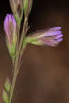 Shortleaf blazing star